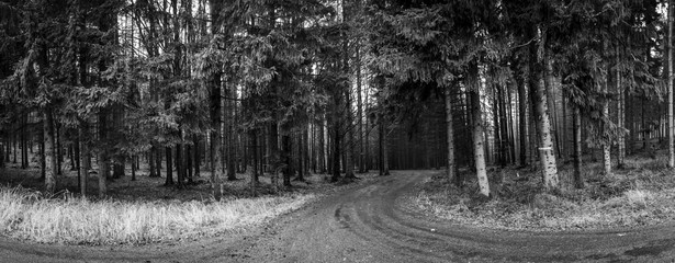 Street in the wet forest at autumn