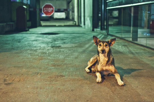 Street dog