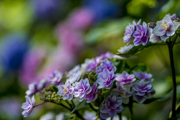 Fototapeta na wymiar 珍しい紫陽花