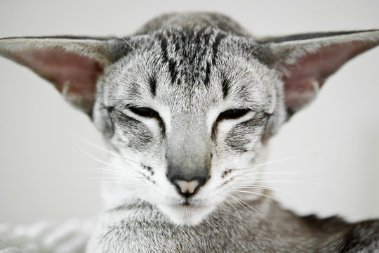  perfect natural geometry - siamese cat "Friedrich"
