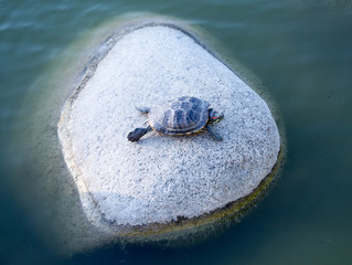 turtle