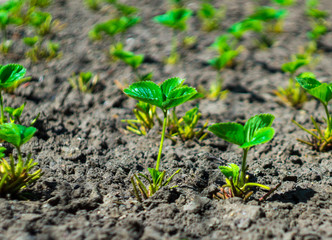young sprout of strawberry on sunny summer day
