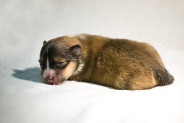 Obraz premium Gold beautiful fresh sheltie puppy dog, lying on white blanket