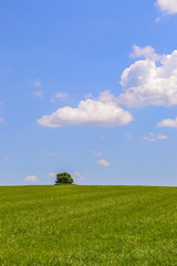 Green spring landscape witch distance tree, vertical