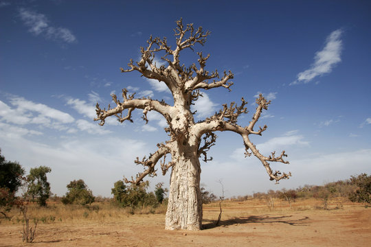 Bare baobab tree