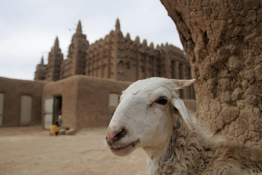 Portrait of a goat at Great mosque of Djenn��_��__��_��__