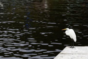 egret wait to fish