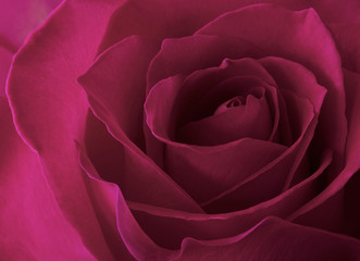 Pink Rose