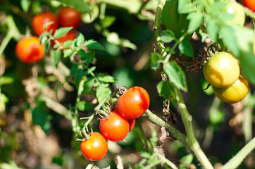 Tomato plant with ripe fruits in the vegetable garden in summer. Ripe natural tomatoes growing on a branch/Growing Tomatoes in the garden, close up