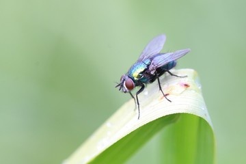 Mouche verte