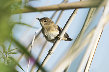 Bird on grass. The Eurasian reed warbler, or just reed warbler (Acrocephalus scirpaceus) is an Old World warbler in the genus Acrocephalus