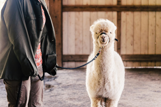 Baby alpaca on a leash in a barn.
