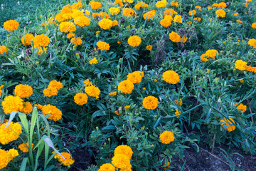 yellow flowers