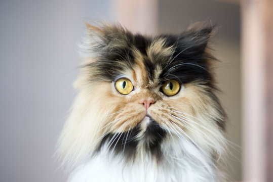 Calico Persian Cat