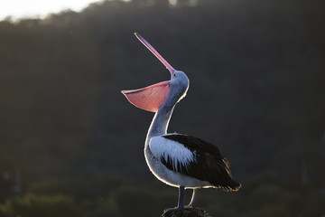 Light outlined Australian pelican - obrazy, fototapety, plakaty