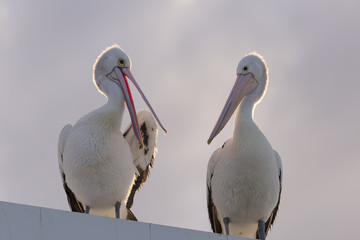 Fototapeta na wymiar Chatting Pelican couple.