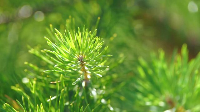 The branches of the Coniferous tree Green branches of a young pine on a hot summer day are swinging by the wind