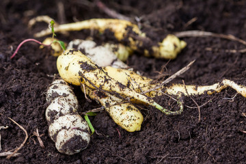 Cubios (Tropaeolum tuberosum) at organic cultivation field