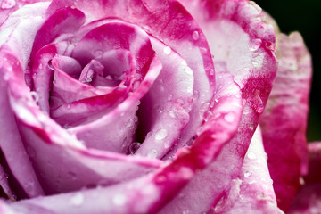 macro photograph of red rose after a scarce rain in Southern California