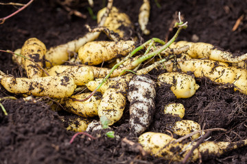 Cubios (Tropaeolum tuberosum) at organic cultivation field