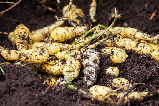 Cubios (Tropaeolum tuberosum) at organic cultivation field