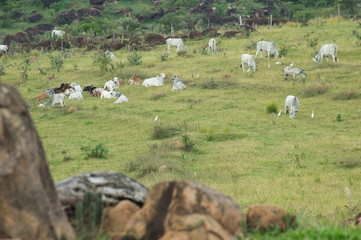 cattle and birds