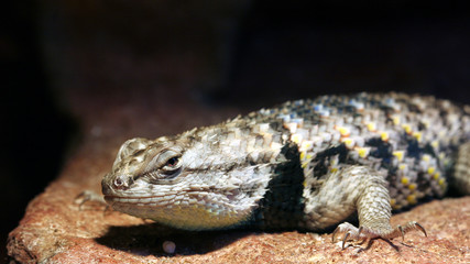 Lizard