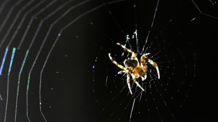 Cross spider