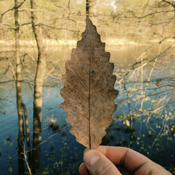 Nature's texture spring leaves and fall colors