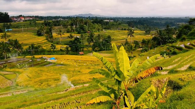 Bali ricefield plantation, UNESCO heritage