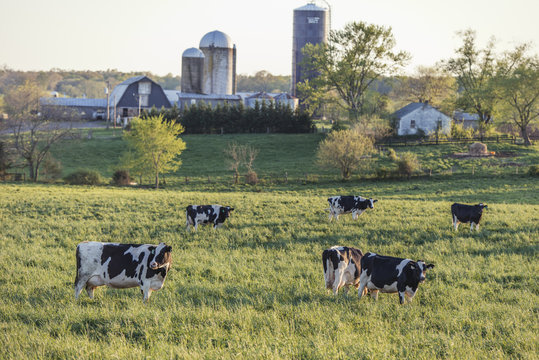 Holstein Cattle Grazing In A Grassy Field In Virginia