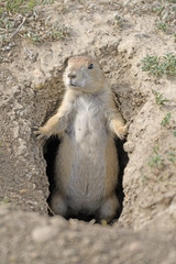 Prairie Dog Guarding his Hole