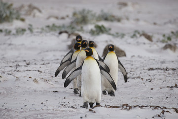 Obraz premium Marching King penguins at Falkland Islands.