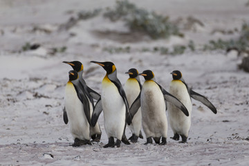 Marching King penguins at Falkland Islands.