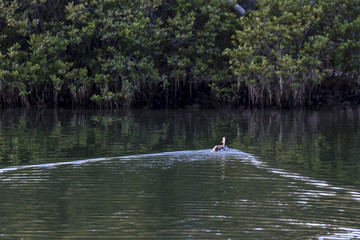 Naklejka na ściany i meble Duck creates ripple at mangrove wetland