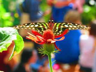 Papillon sur sa fleur