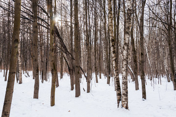 Birch grove in winter. Evening. Landscape