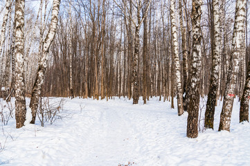 Birch grove in winter. Evening. Landscape