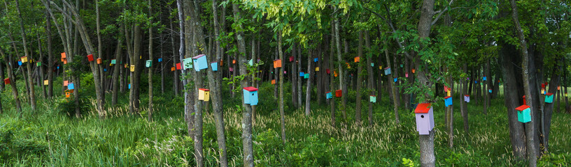 birdhouse forrest  with many brightly colored birdhouses  built to attract tree swallows  in order...