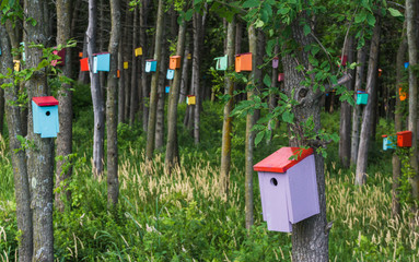 birdhouse forrest  with many brightly colored birdhouses  built to attract tree swallows  in order to control mosquitoes
