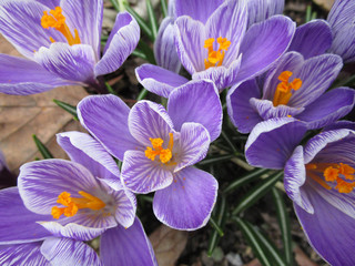 Purple flowers Full frame