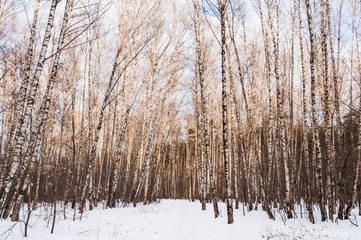 Fototapeta premium Birch grove in winter. Evening. Landscape