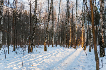 Winter forest at sunset. Trails. Shadow. Landscape