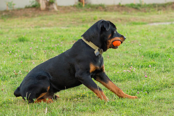 Black Rottweiler playing with orange ball