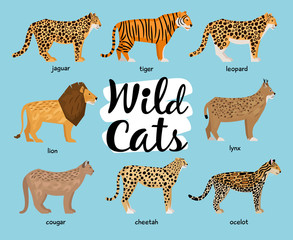 Collection of wild cats