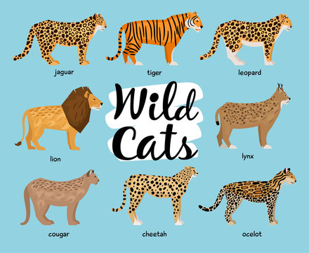 Collection Of Wild Cats