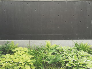 Concrete urban wall with green plants 