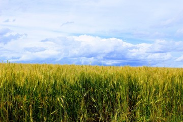 Boundless wheat field against the blue sky and beautiful cumulus clouds.