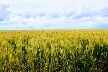 Boundless wheat field against the blue sky and beautiful cumulus clouds.