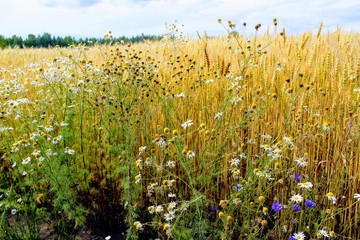 Obraz premium Boundless wheat field against the blue sky and beautiful cumulus clouds.